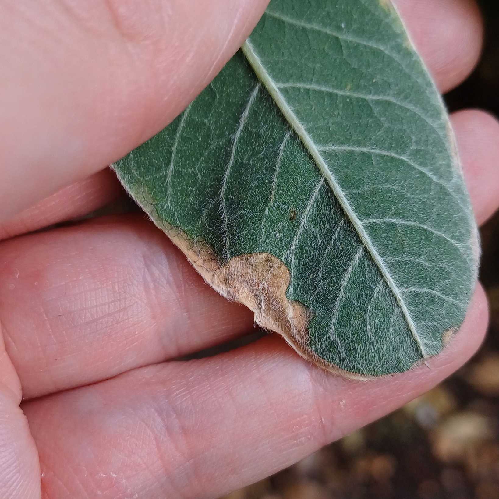 Pleiochaeta setosa