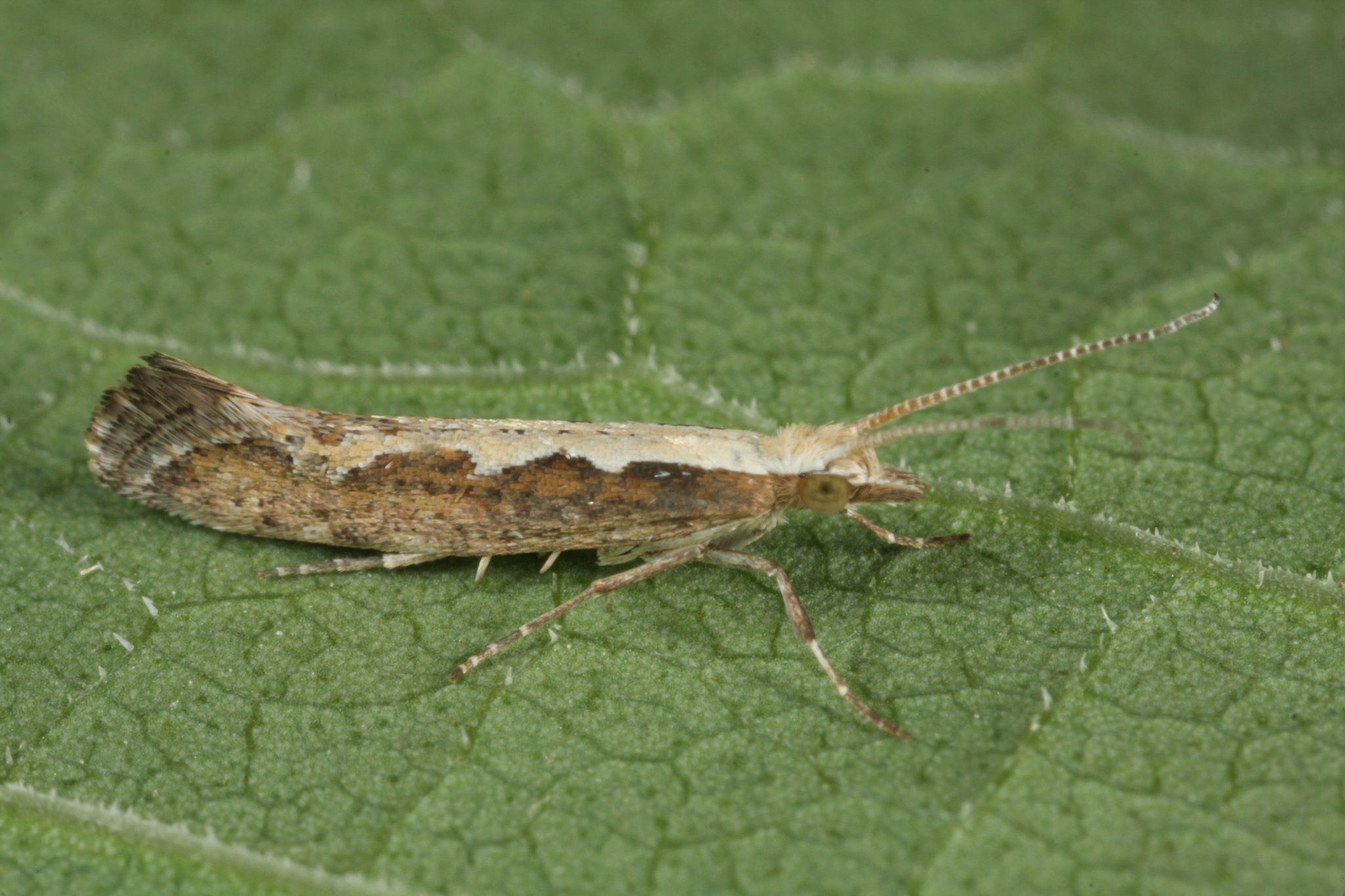 Plutella xylostella