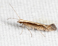 Plutella xylostella