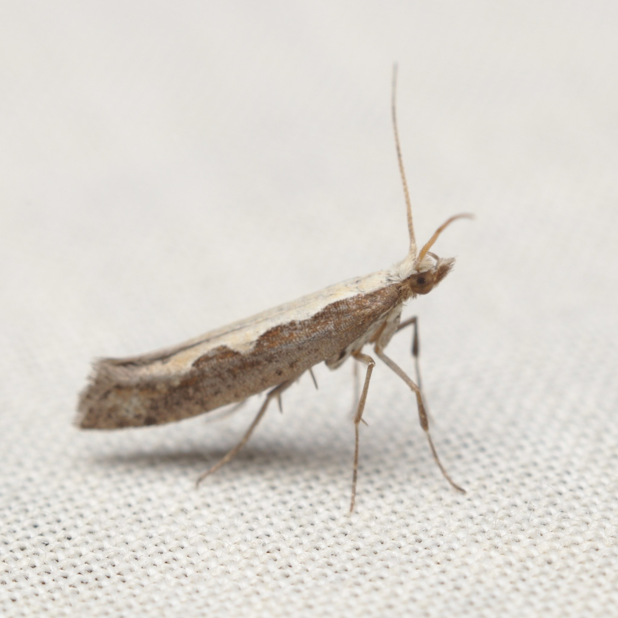 Plutella xylostella