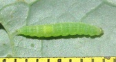 Plutella xylostella