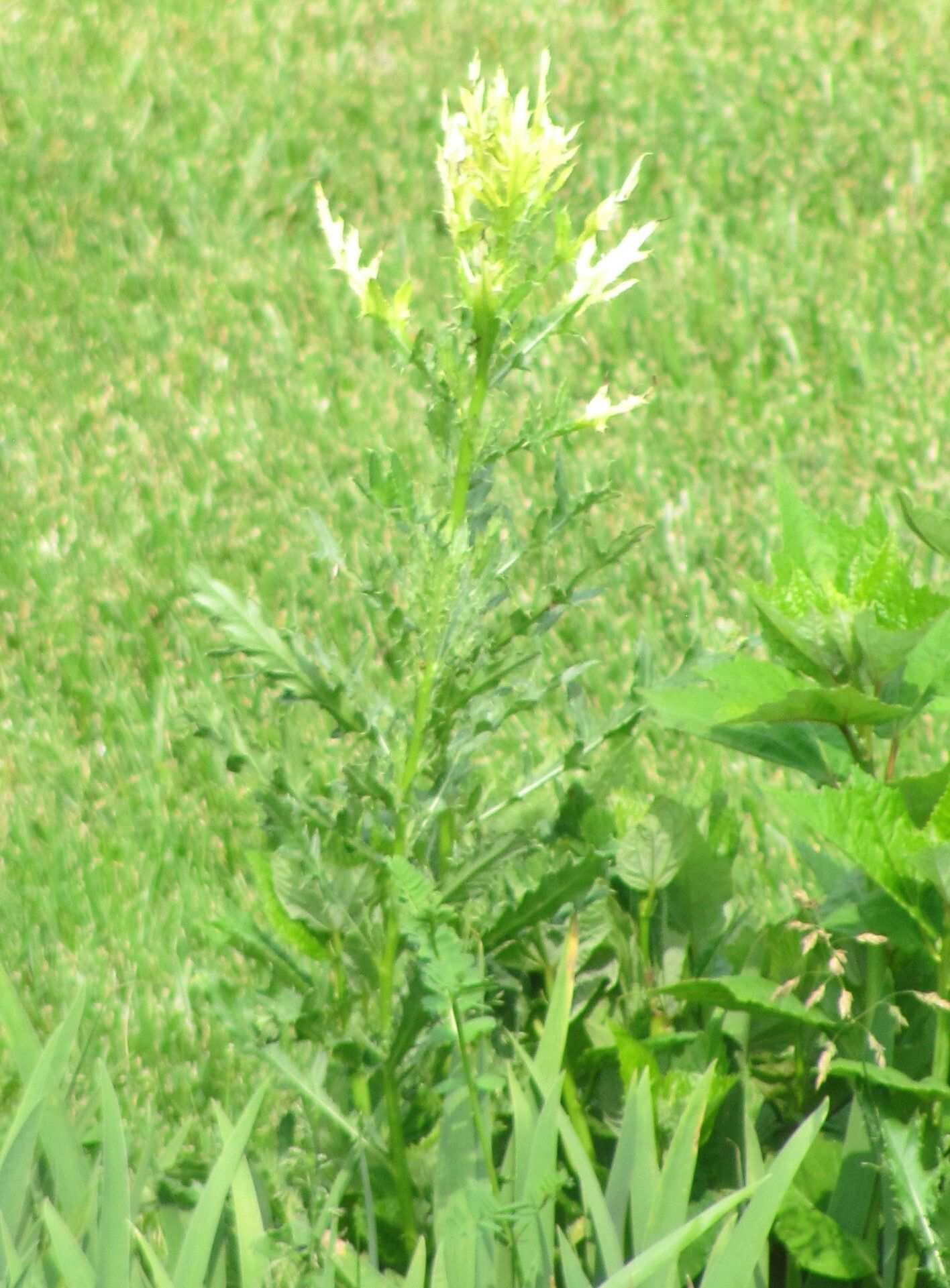 Didymella macrostoma