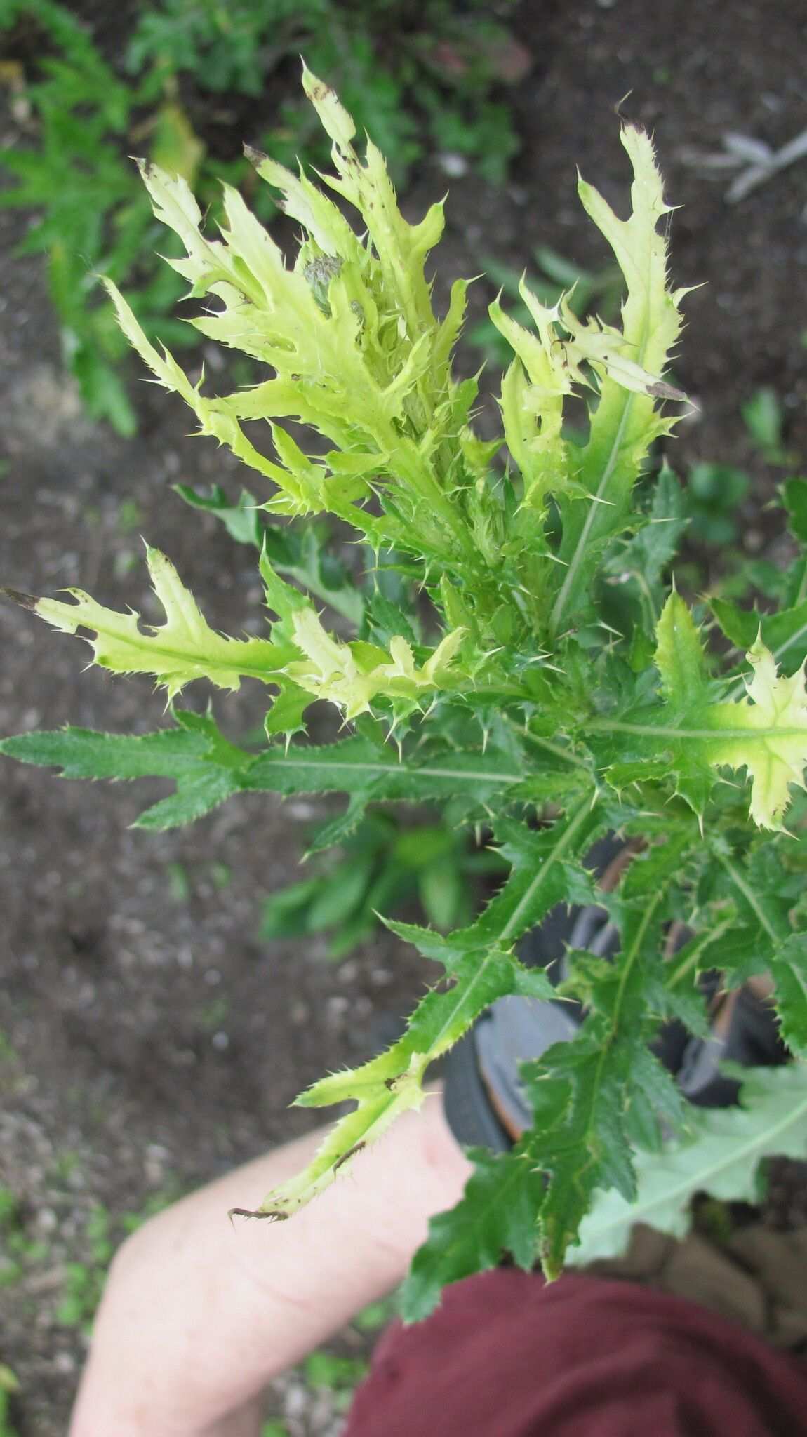 Didymella macrostoma