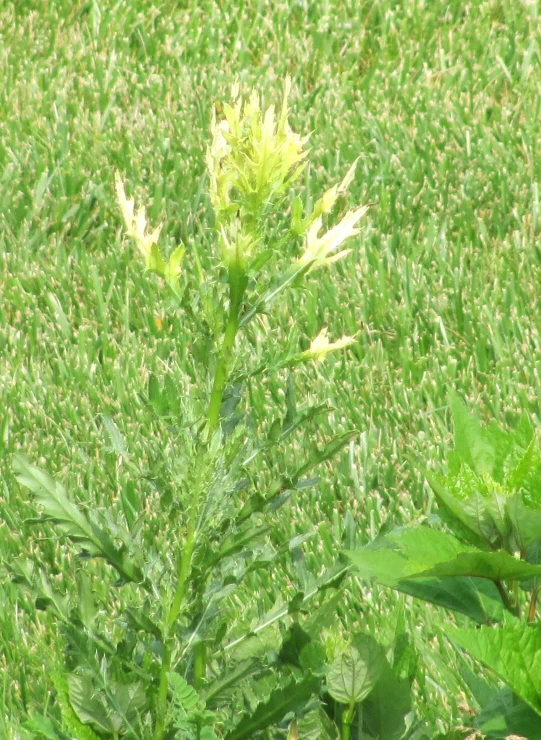 Didymella macrostoma