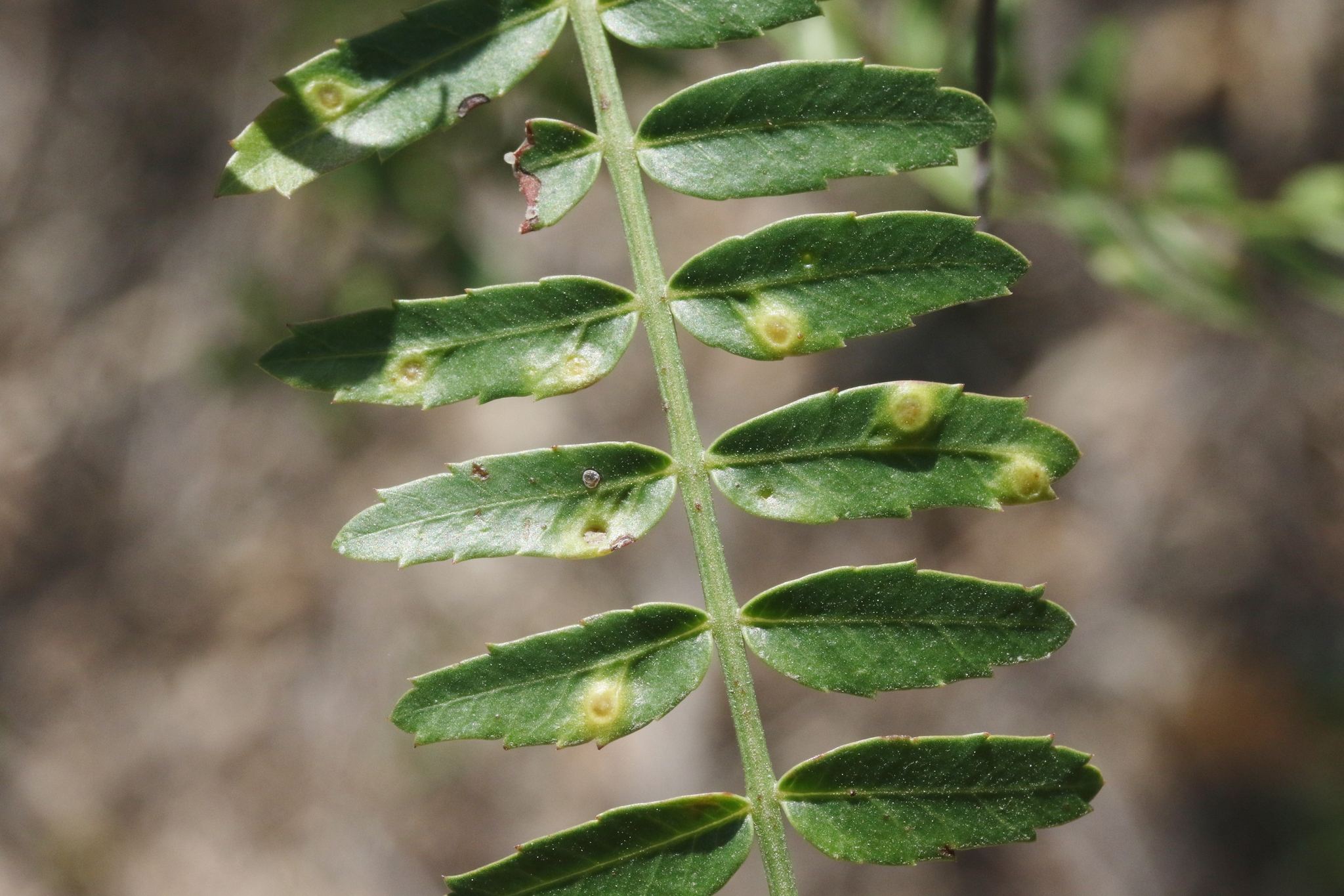 Calophya schini