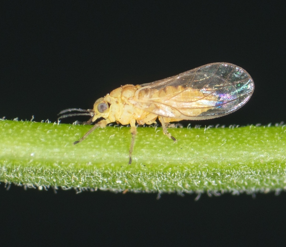 Calophya schini