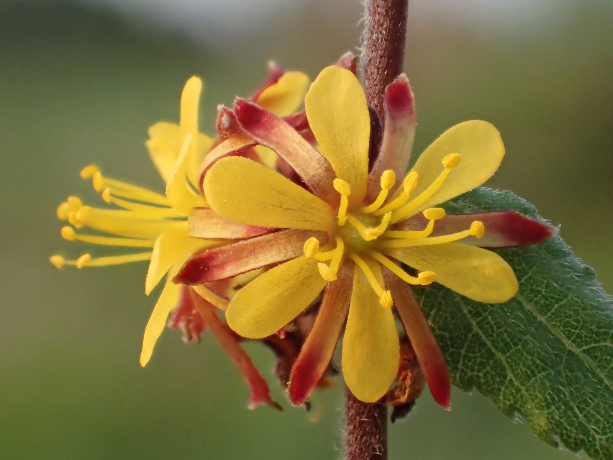 Triumfetta rhomboidea