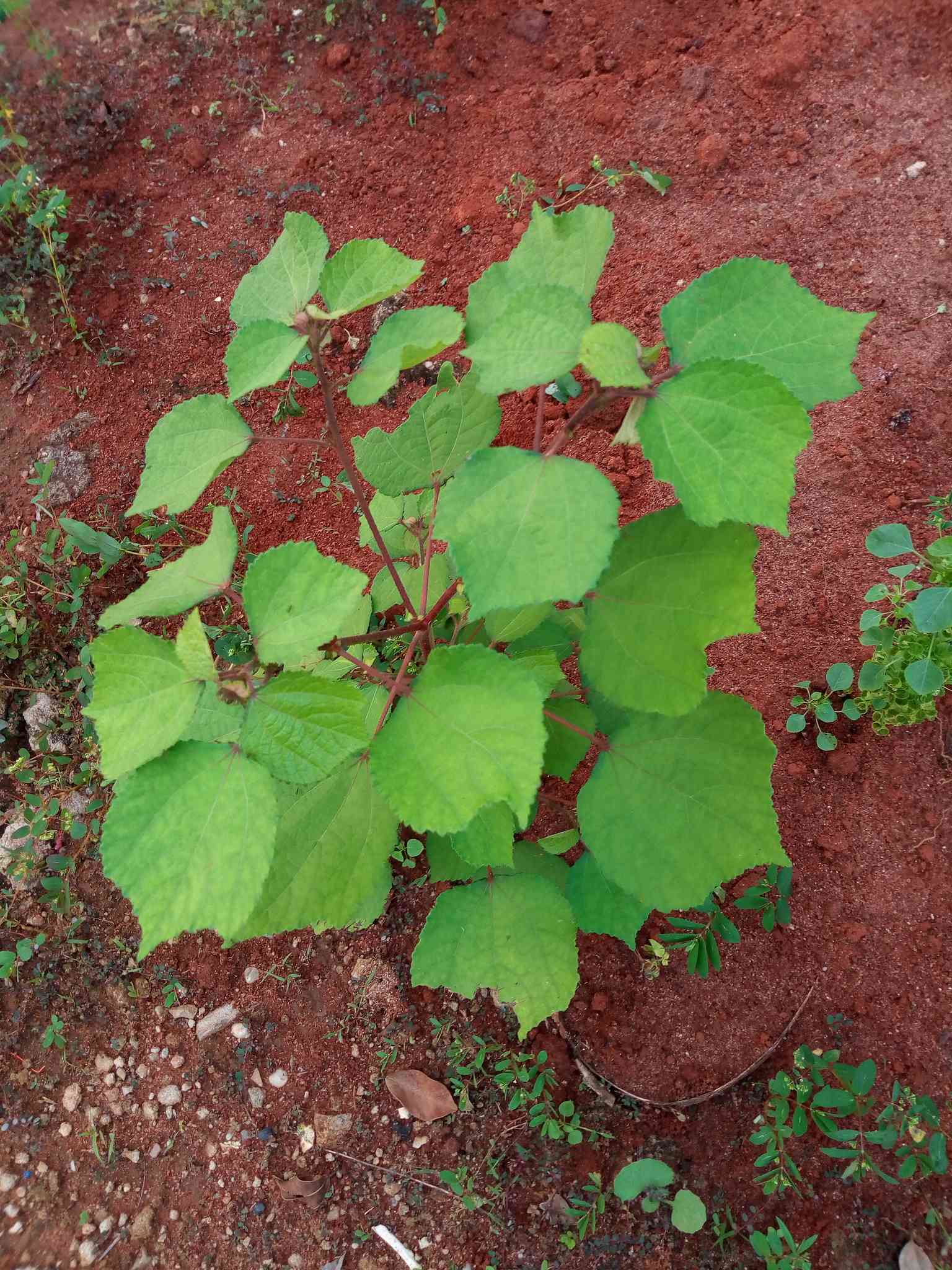 Triumfetta rhomboidea