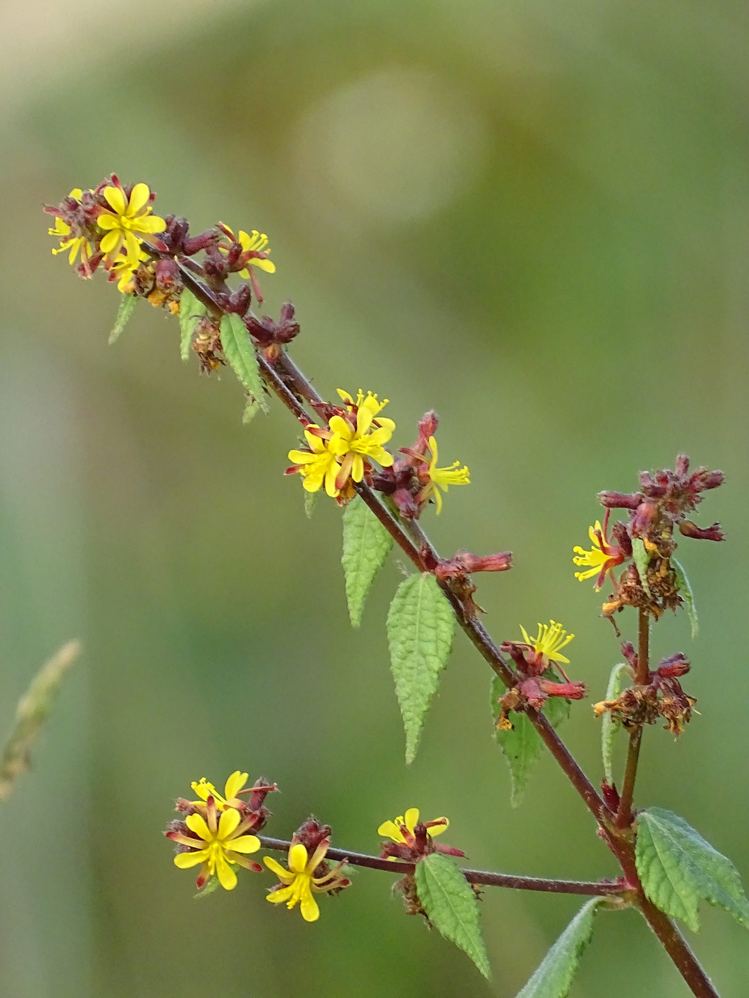 Triumfetta rhomboidea