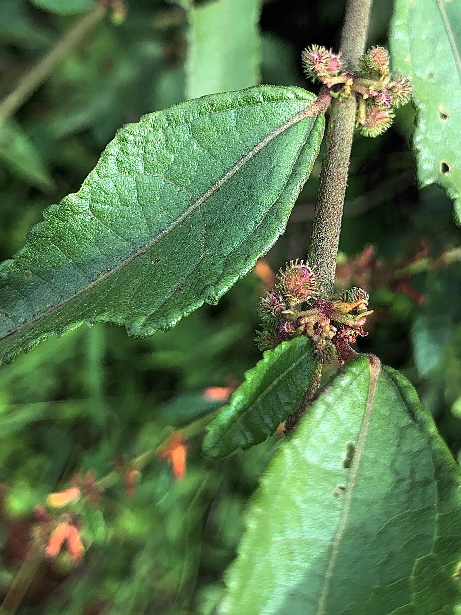 Triumfetta rhomboidea