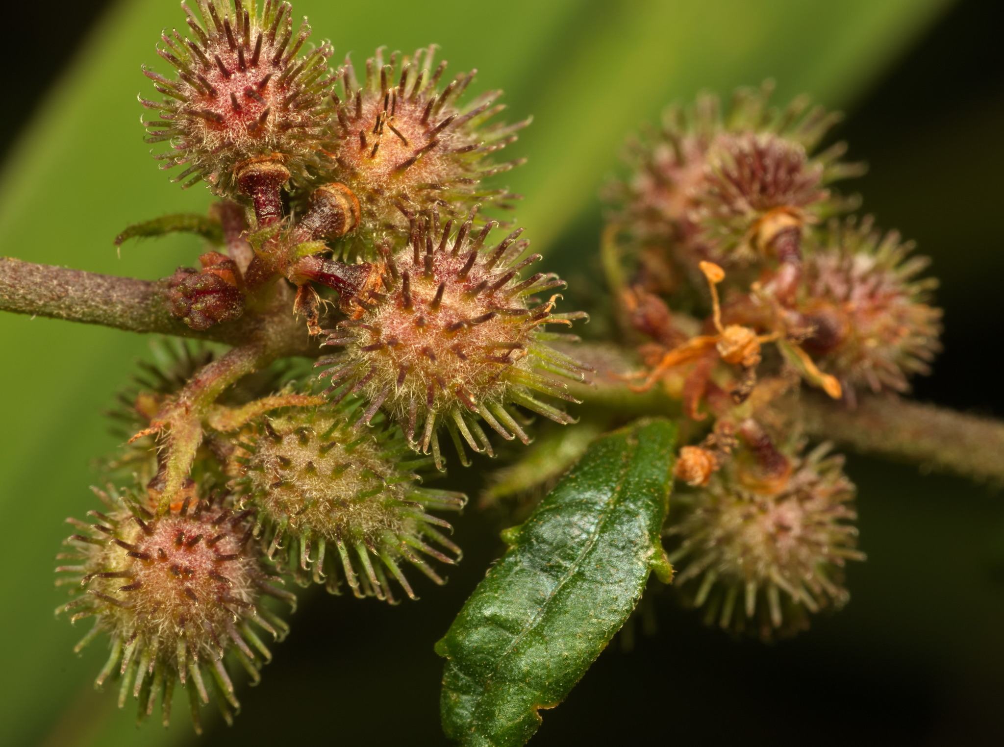 Triumfetta rhomboidea