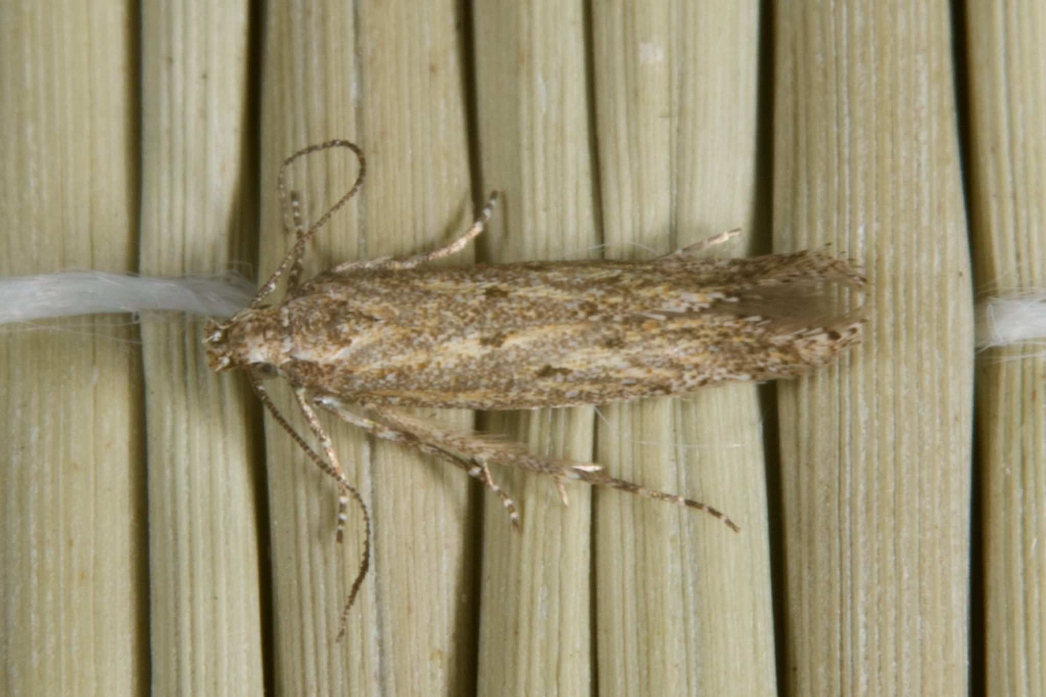 Scrobipalpula psilella