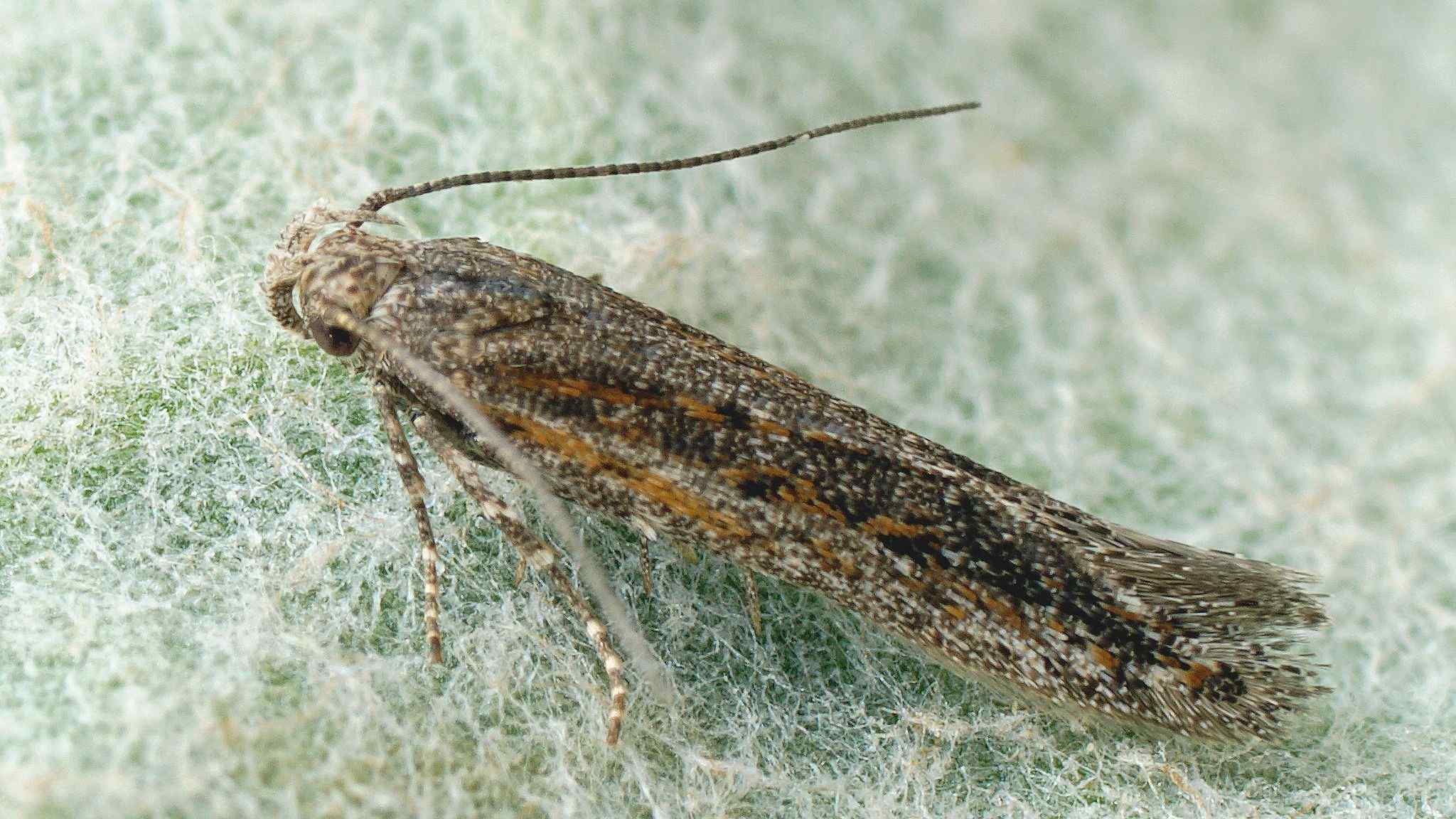 Scrobipalpula psilella