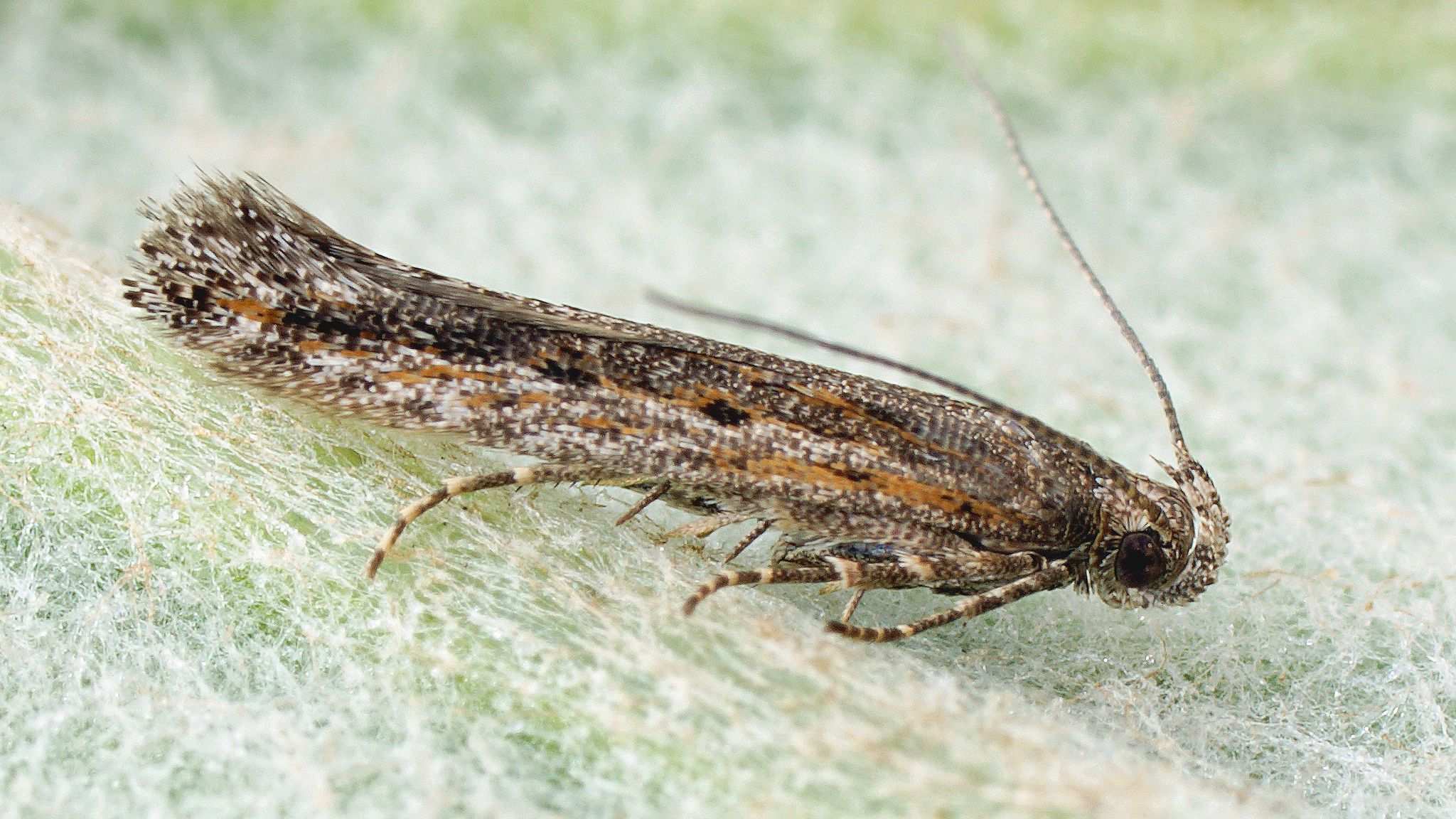 Scrobipalpula psilella