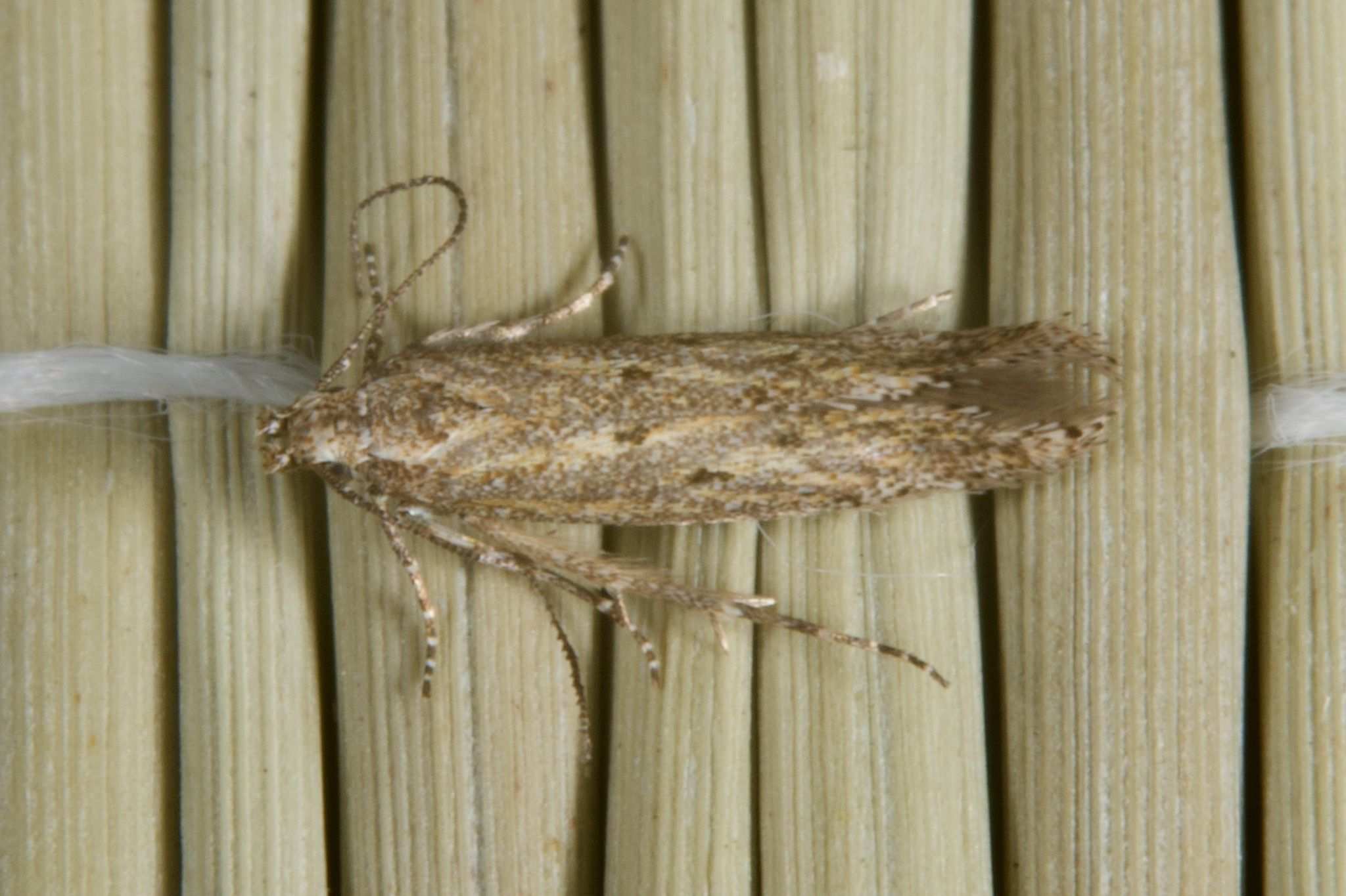 Scrobipalpula psilella