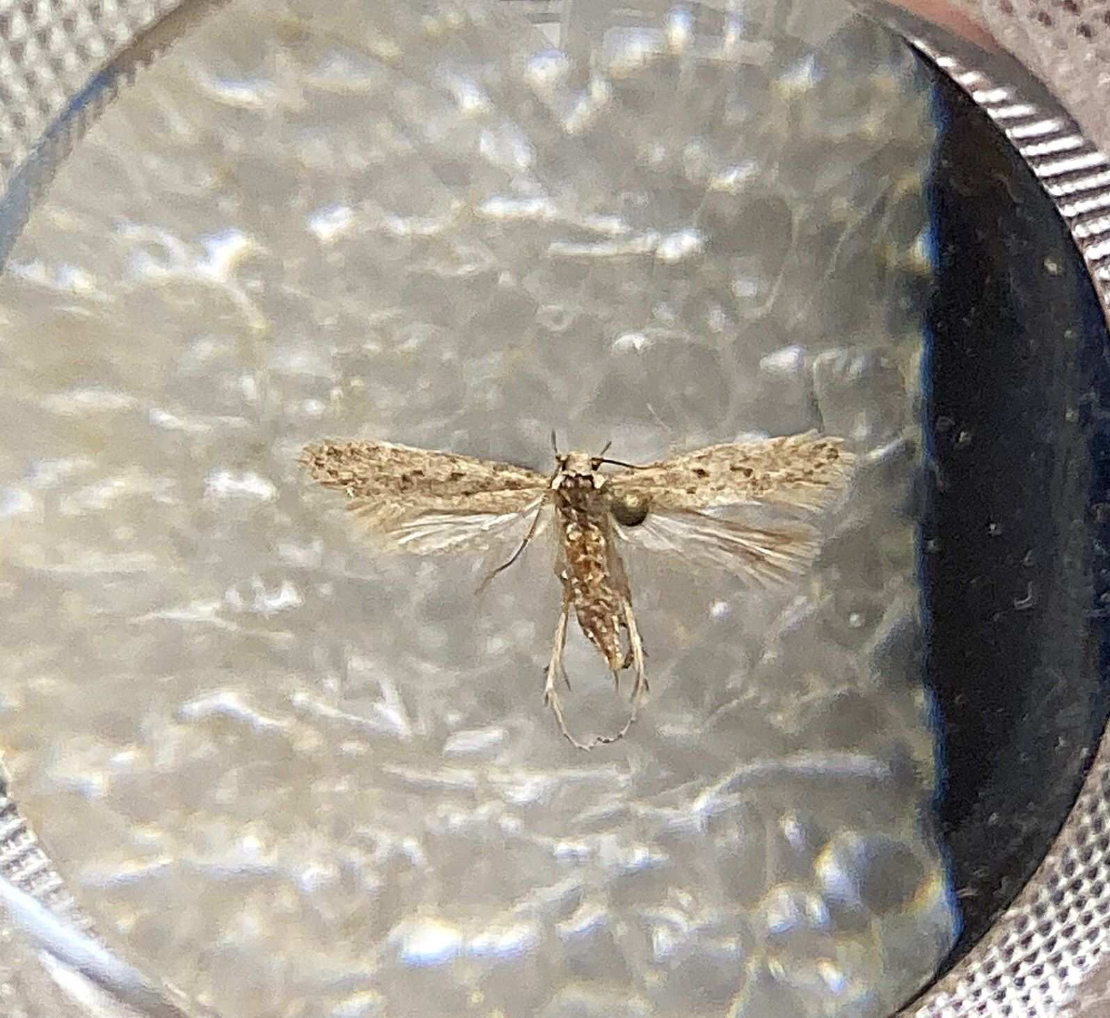 Scrobipalpula psilella