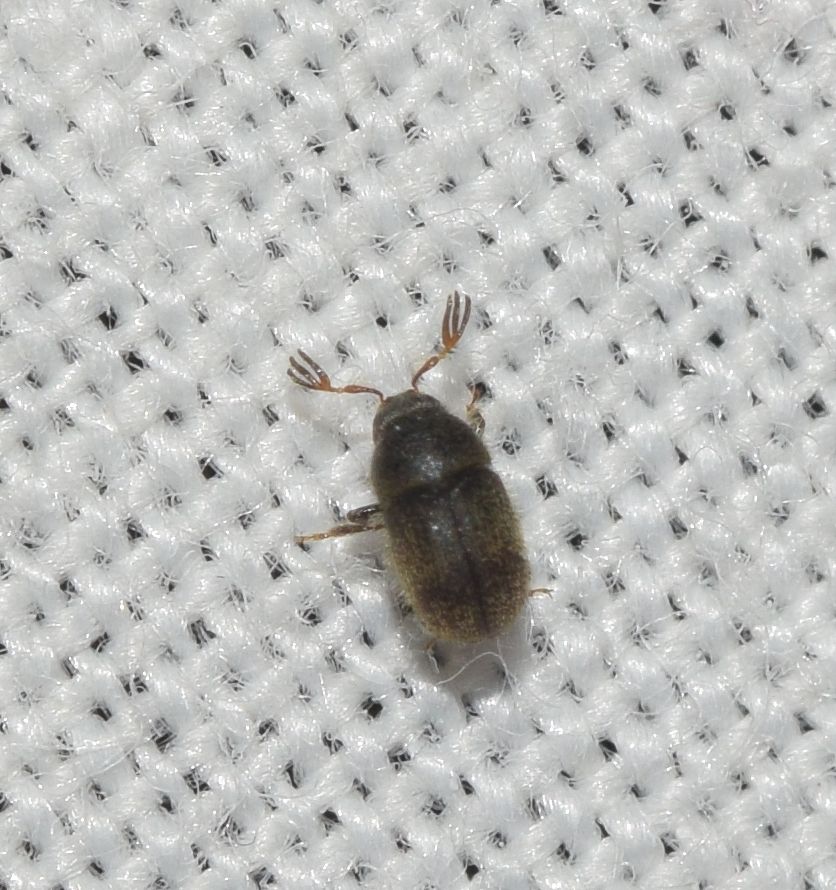Phloeotribus scarabaeoides
