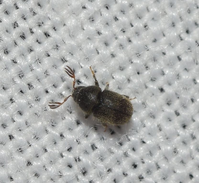 Phloeotribus scarabaeoides