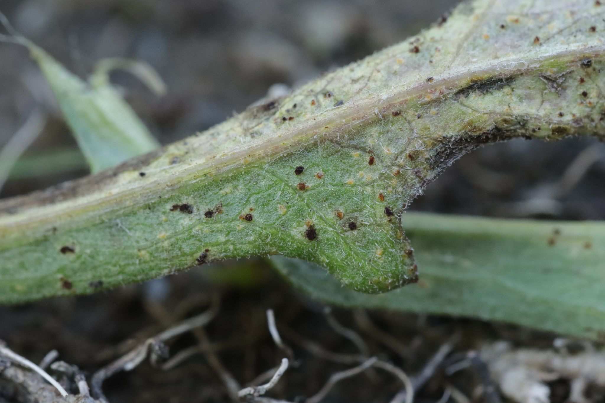 Puccinia calcitrapae