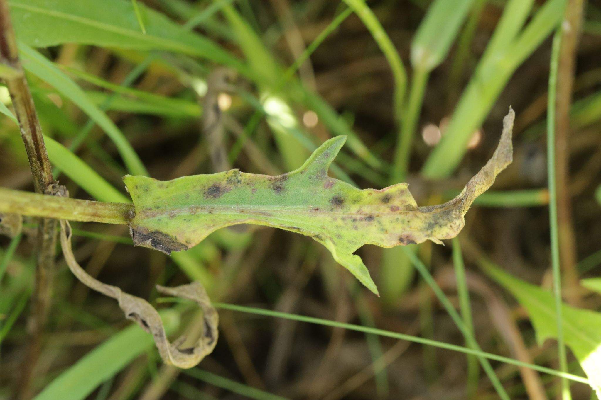 Puccinia calcitrapae
