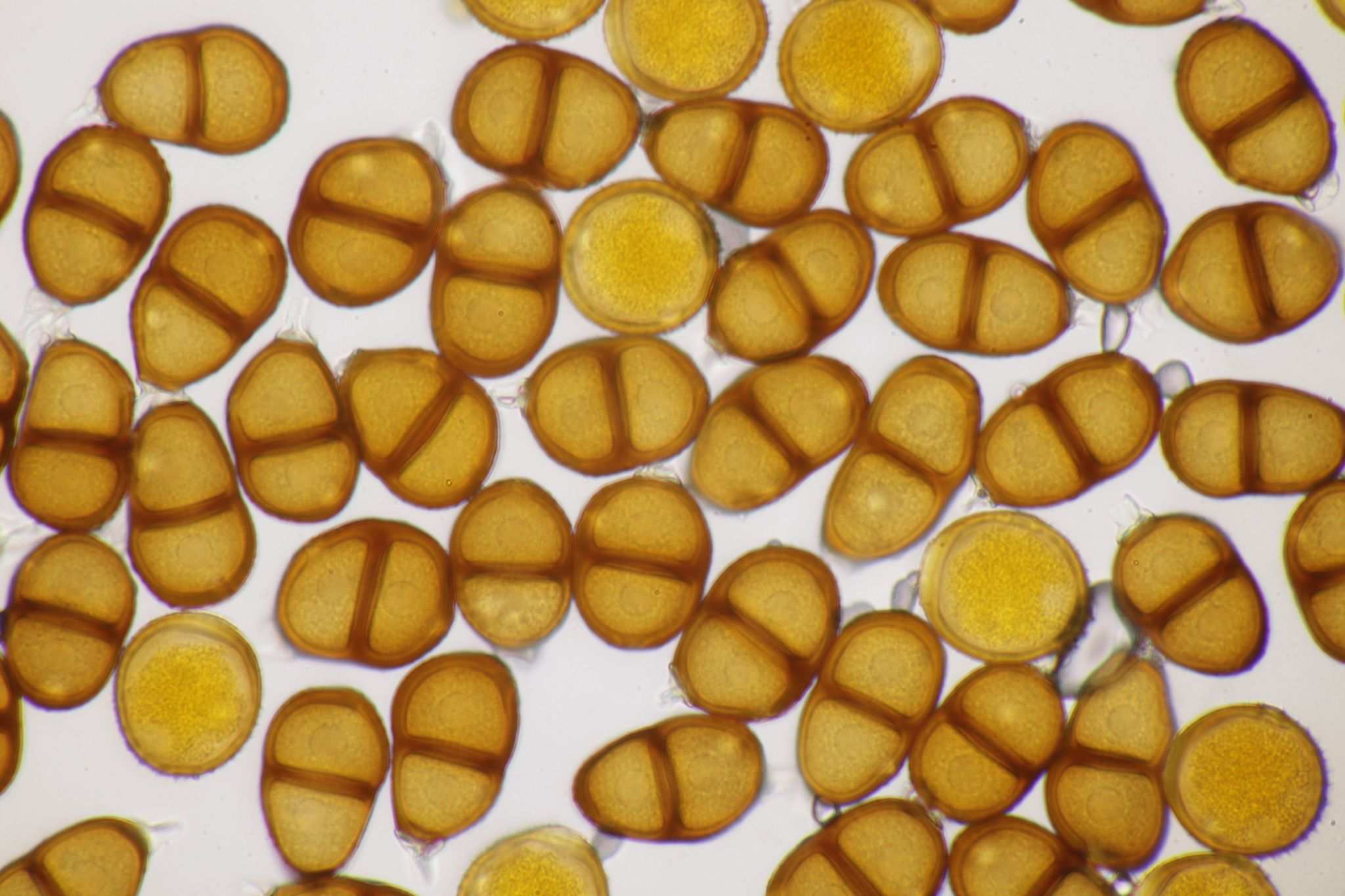 Puccinia calcitrapae