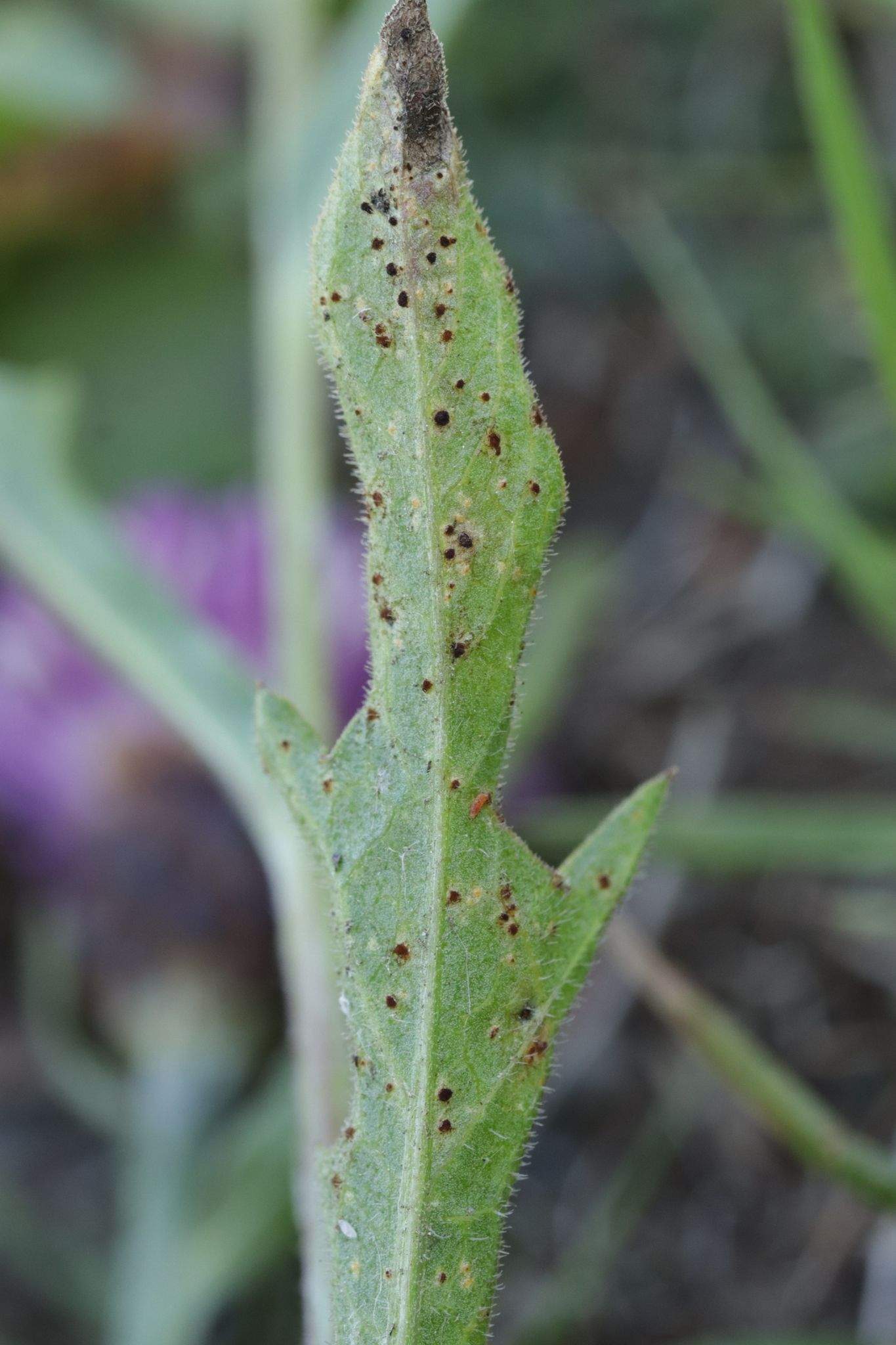 Puccinia calcitrapae