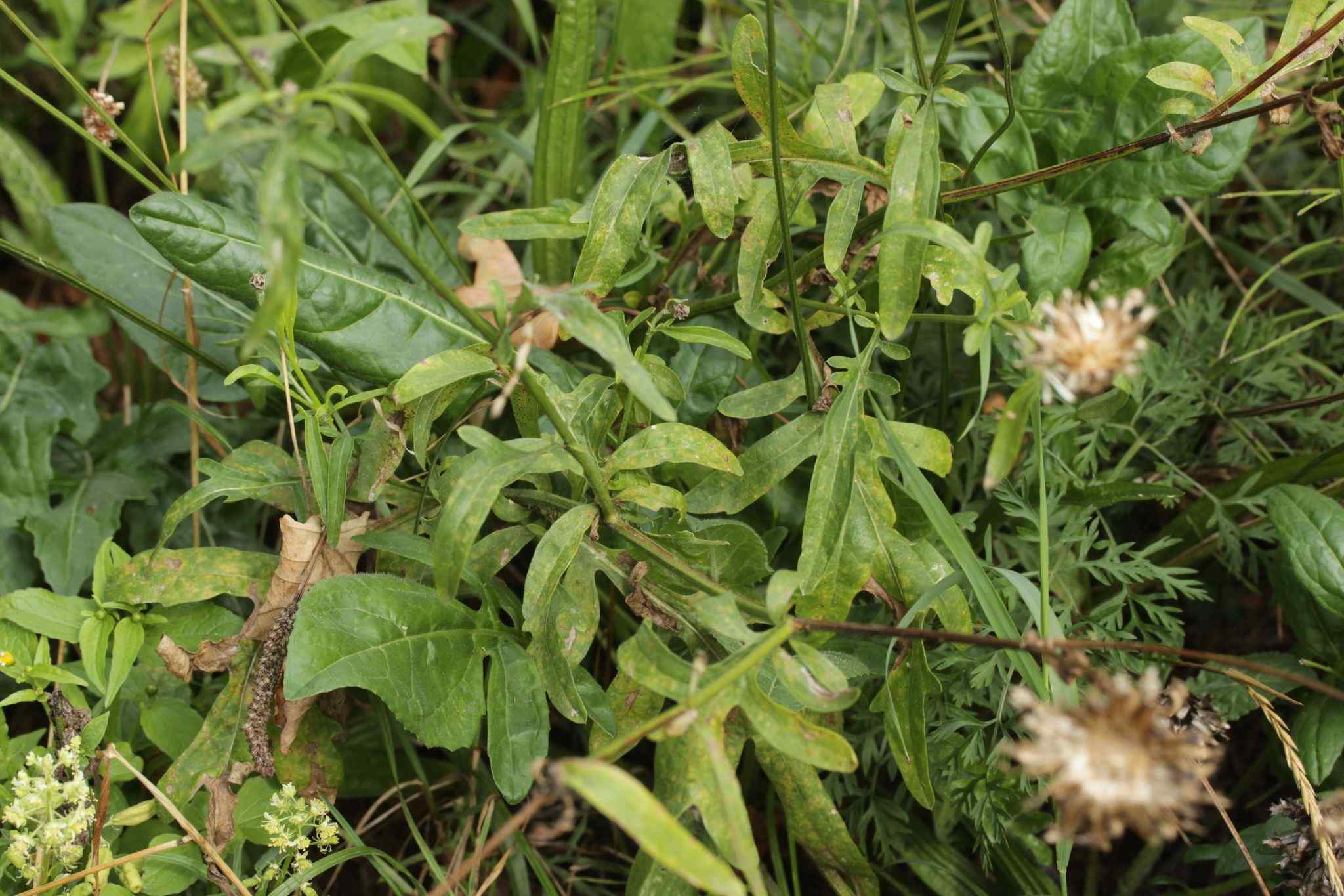 Puccinia calcitrapae