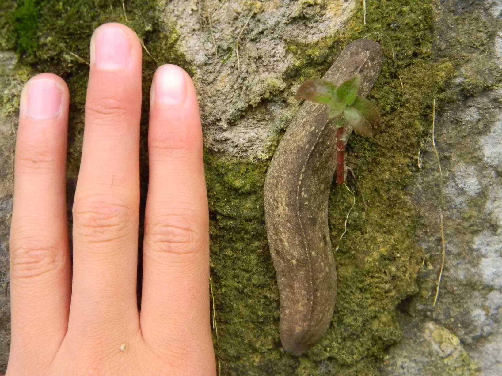 Colosius