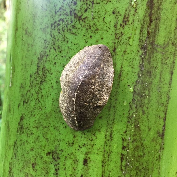 Colosius