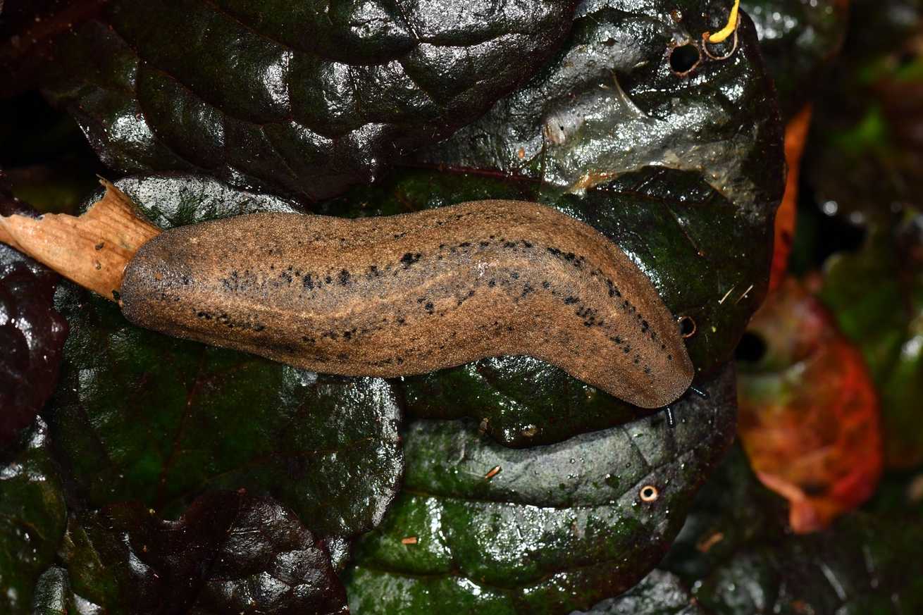 Colosius