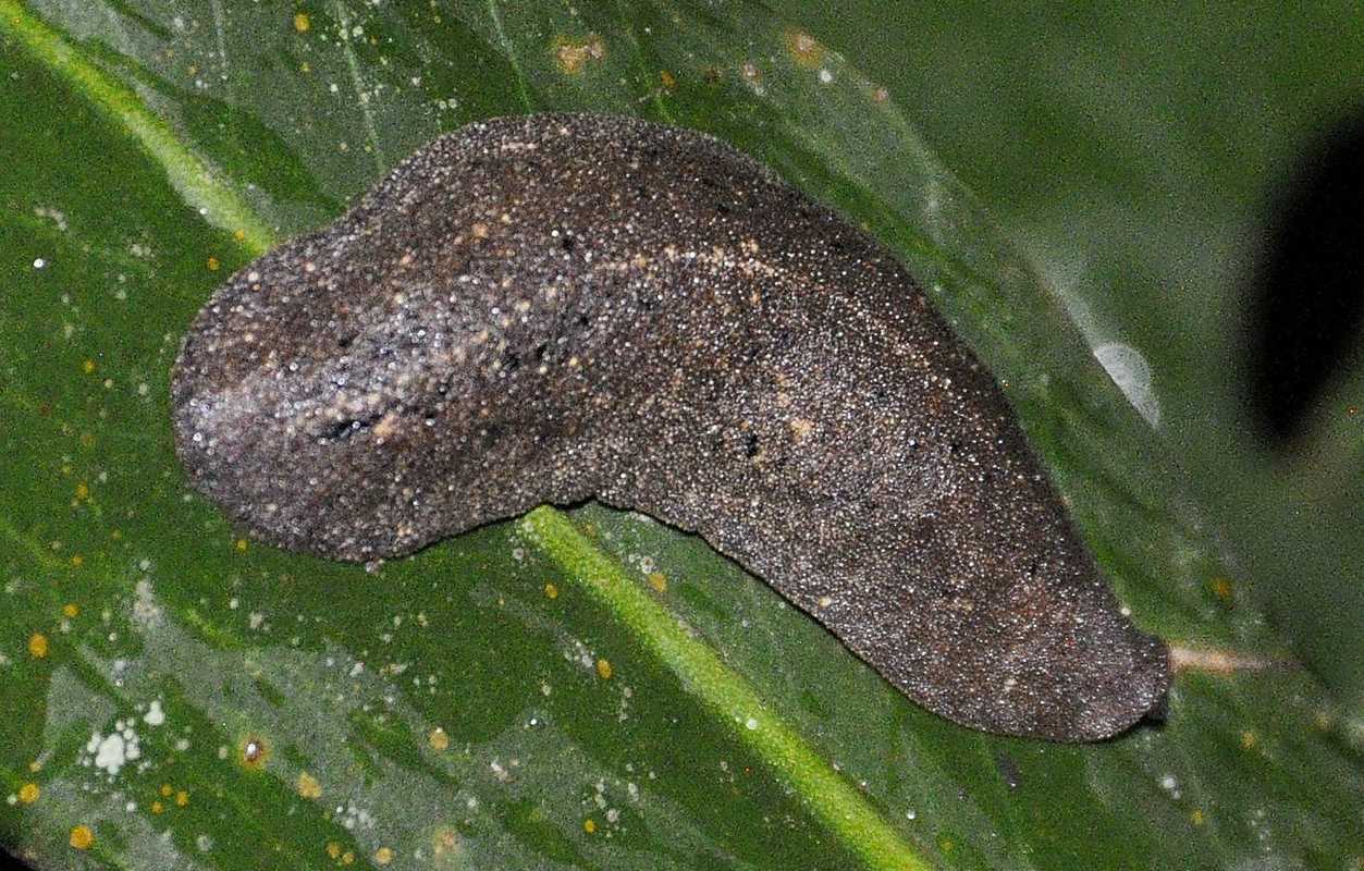 Colosius