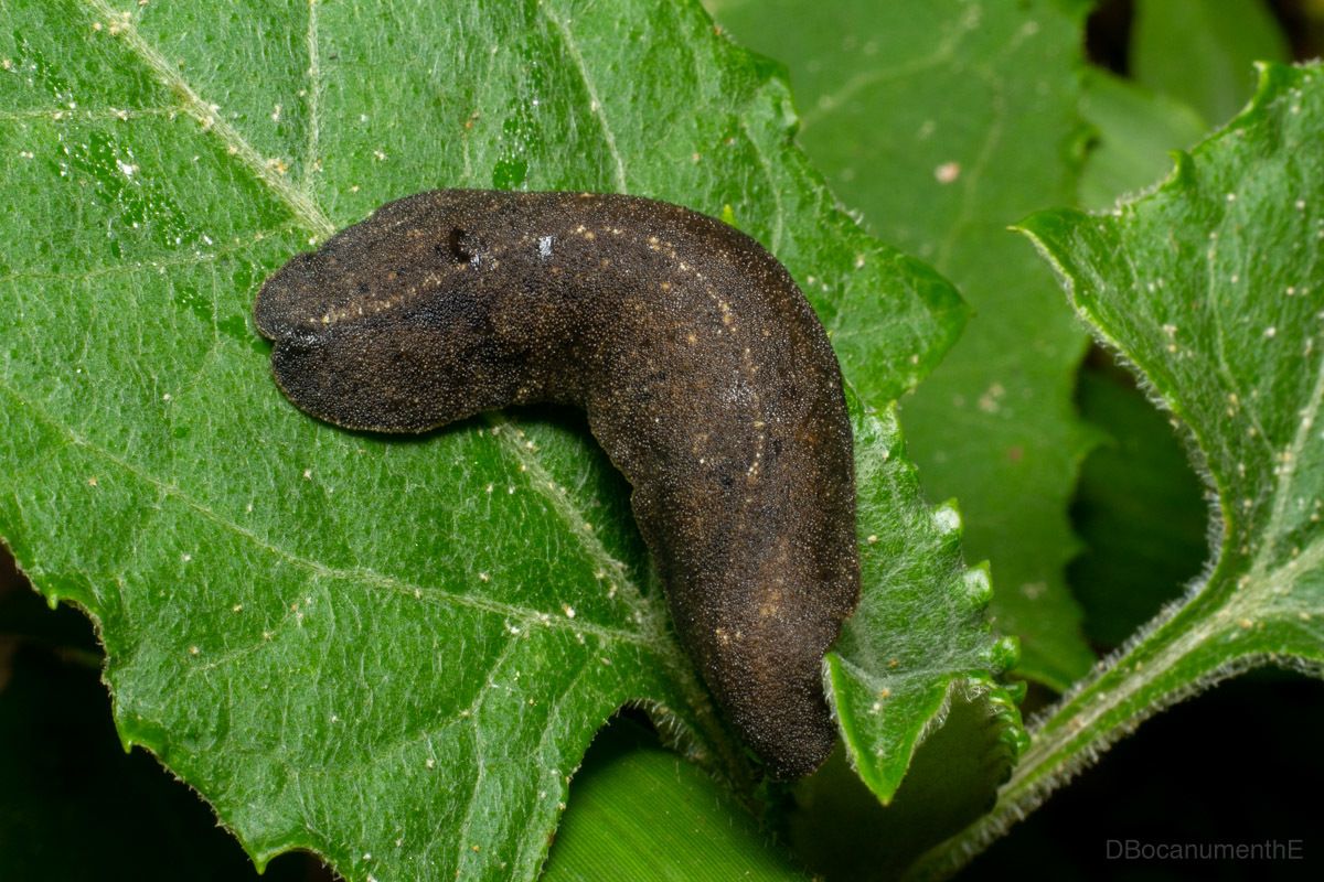Colosius
