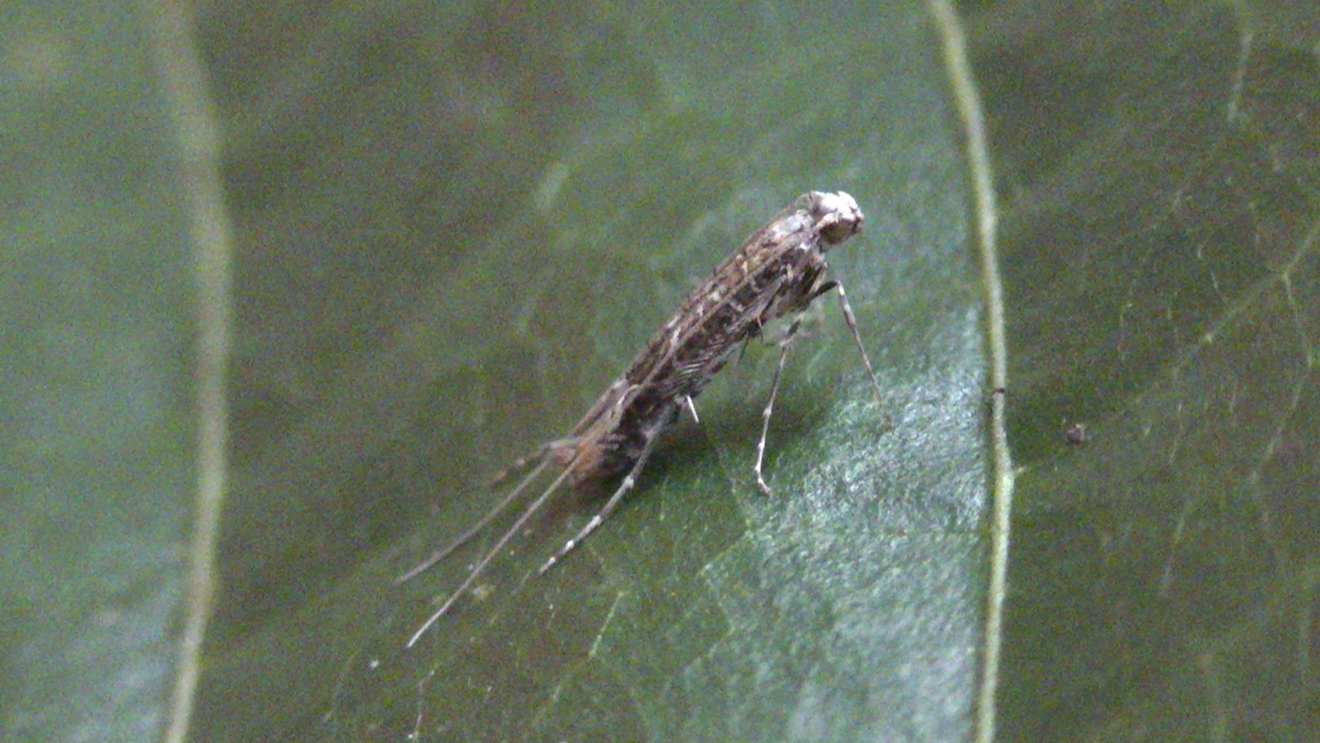 Conopomorpha cramerella