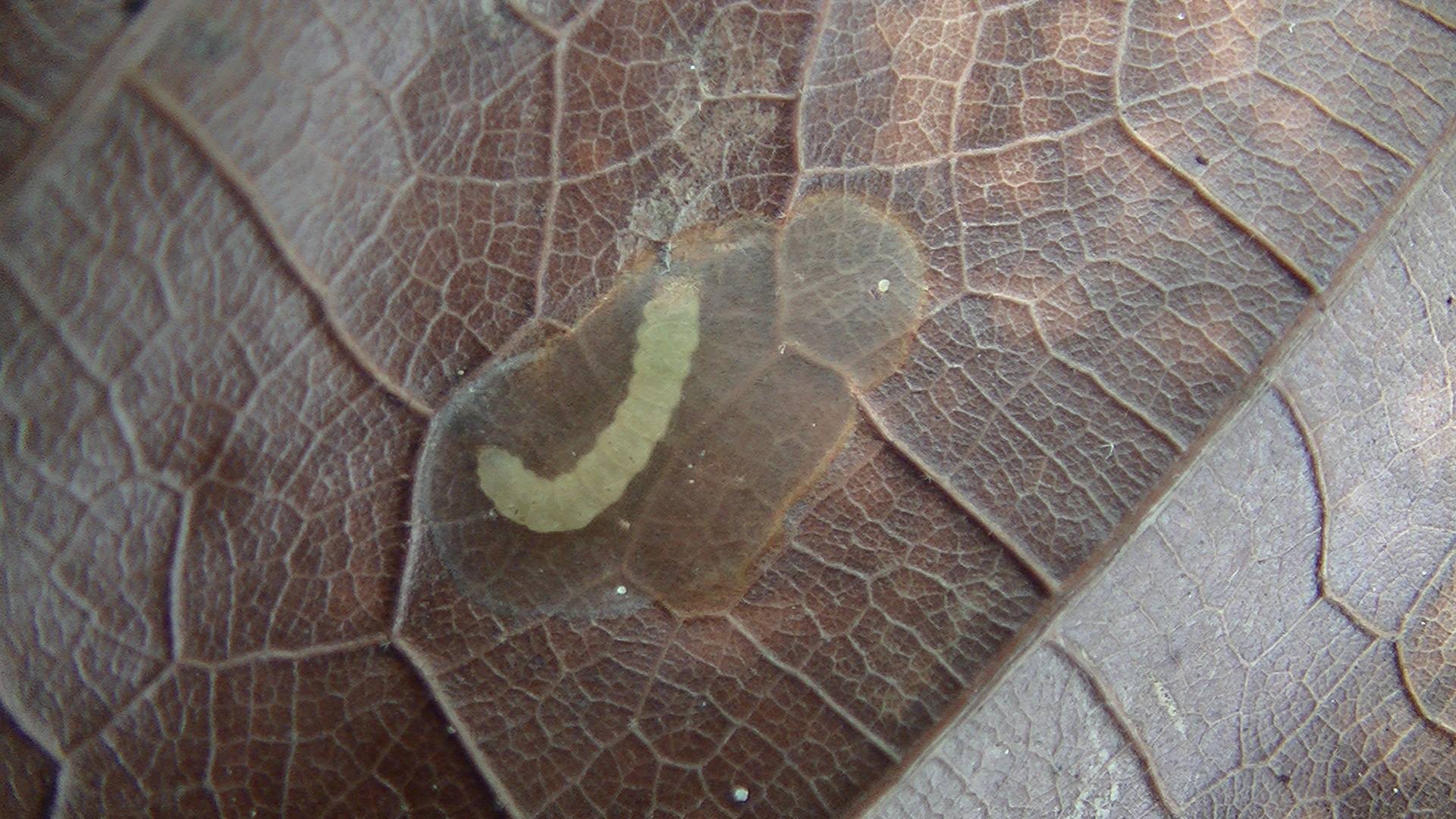 Conopomorpha cramerella