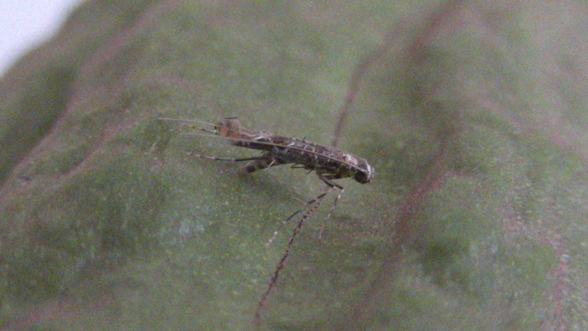 Conopomorpha cramerella