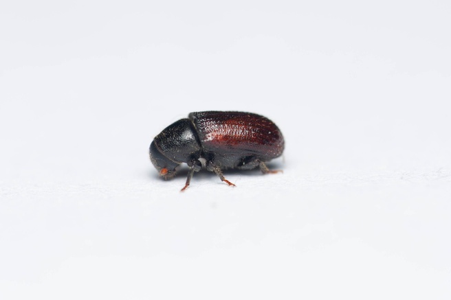 Tomicus destruens