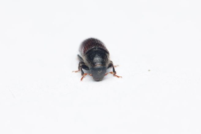 Tomicus destruens