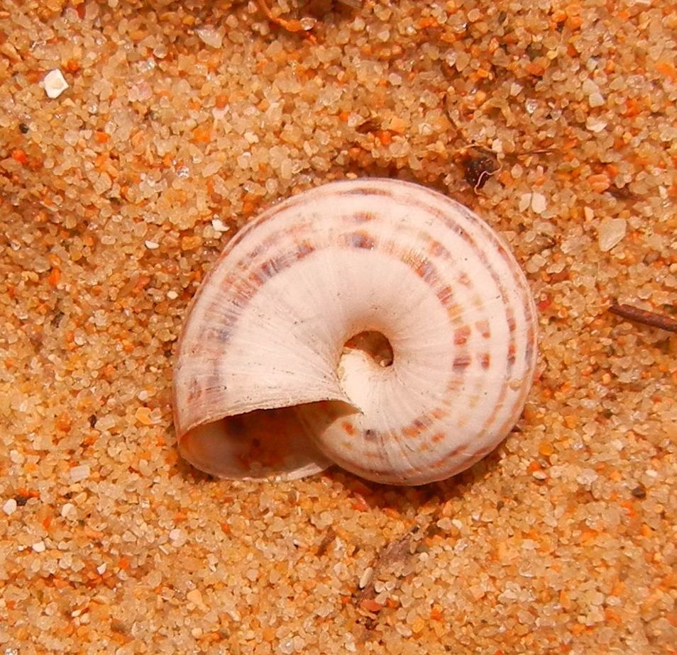 Xeropicta krynickii