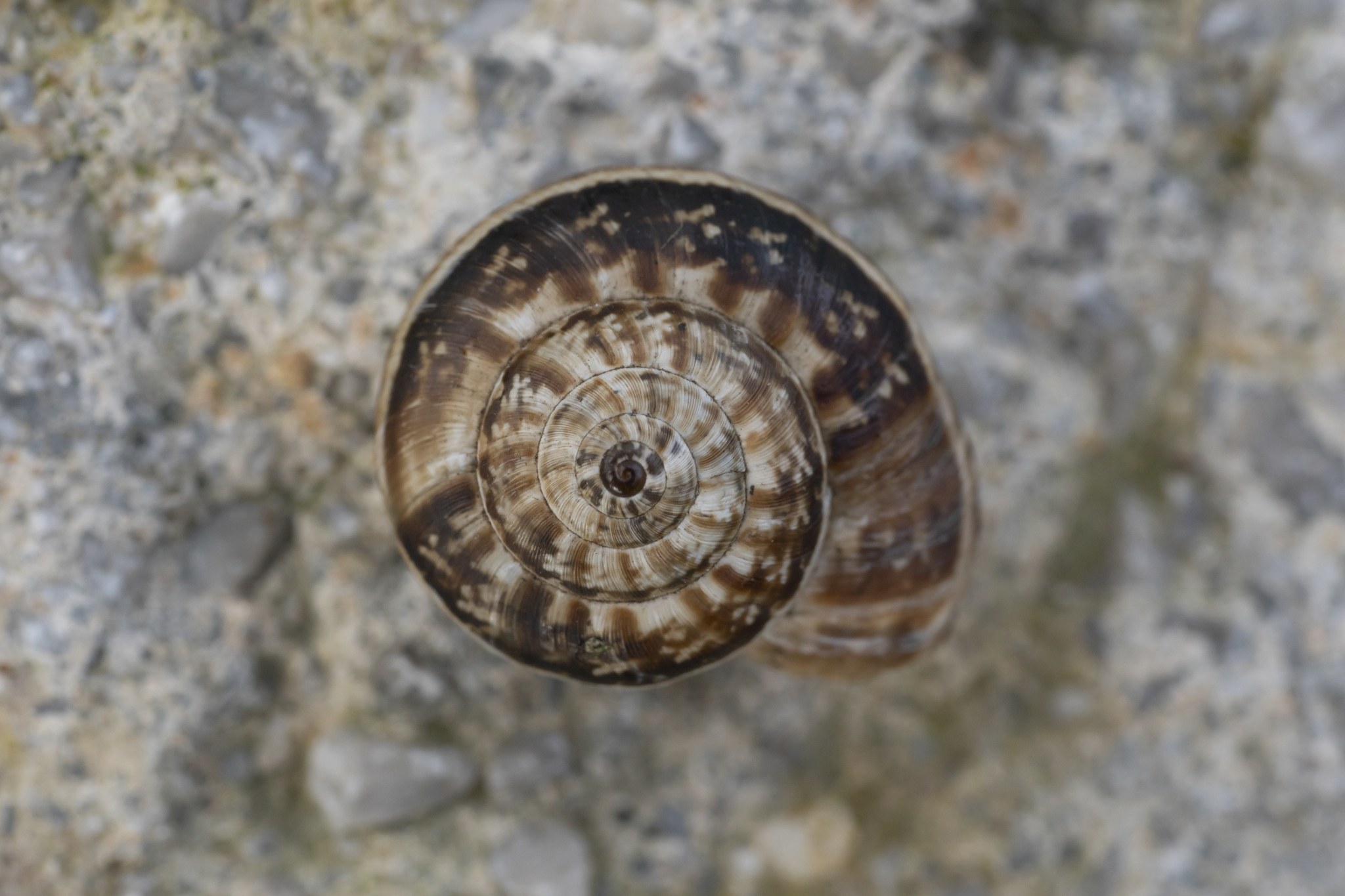 Xeropicta krynickii