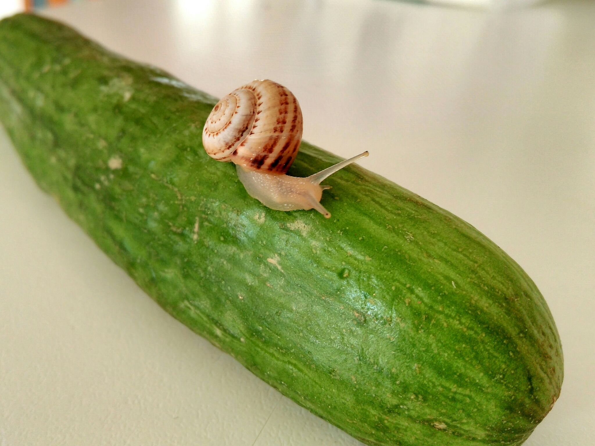 Xeropicta krynickii