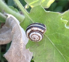 Xeropicta krynickii