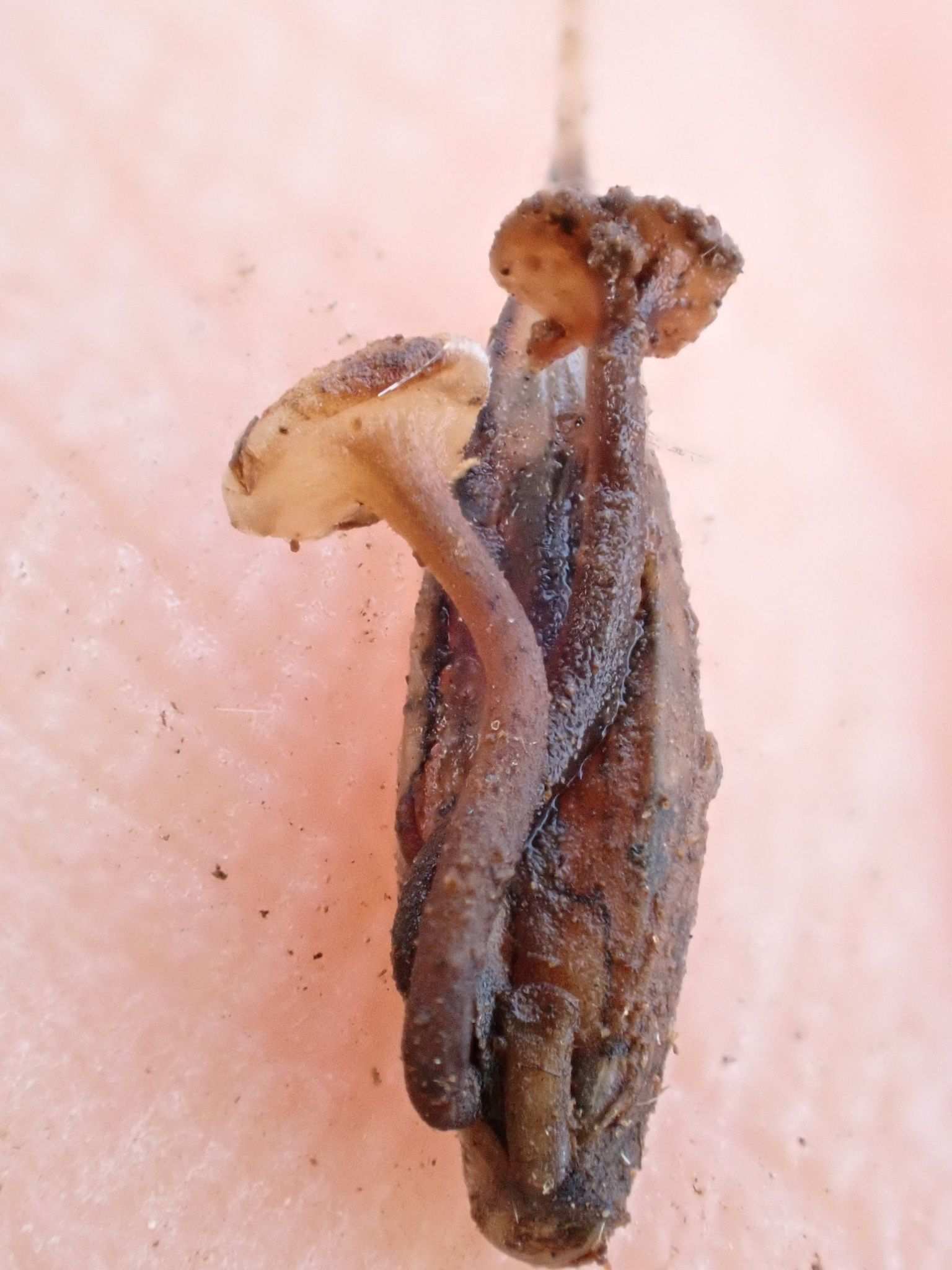 Gloeotinia granigena