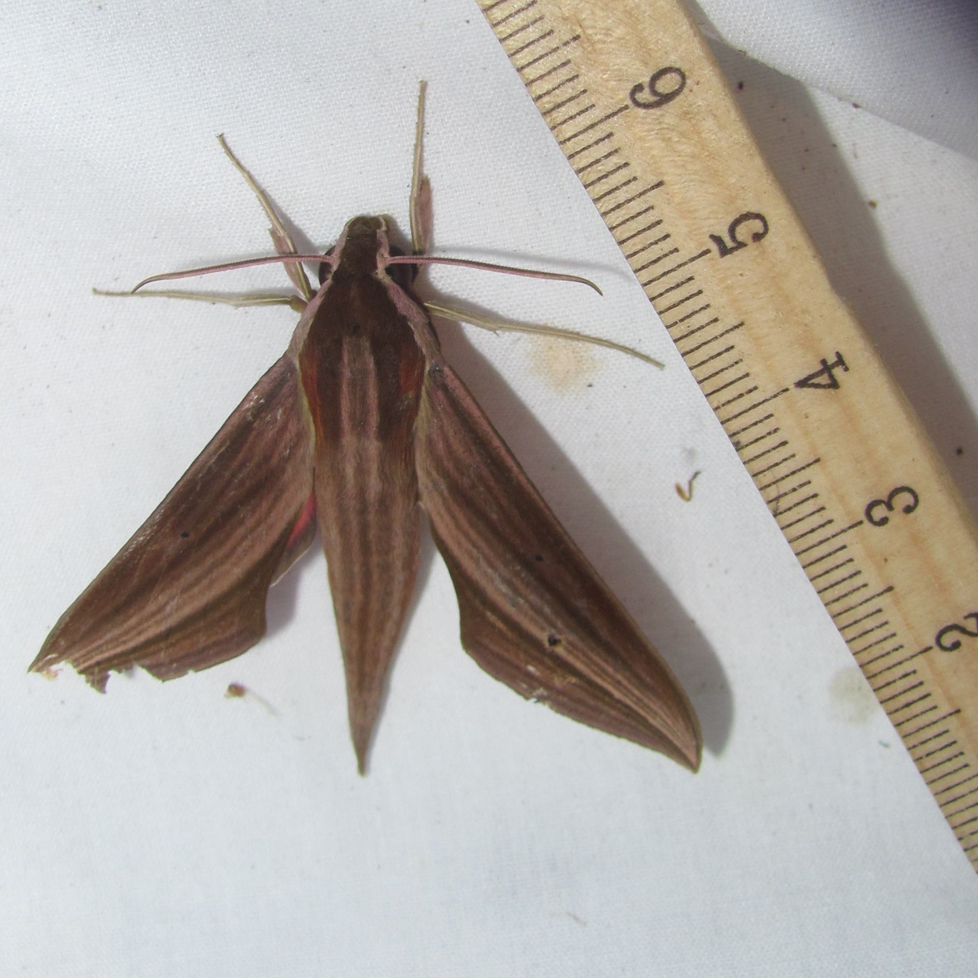 Xylophanes neoptolemus
