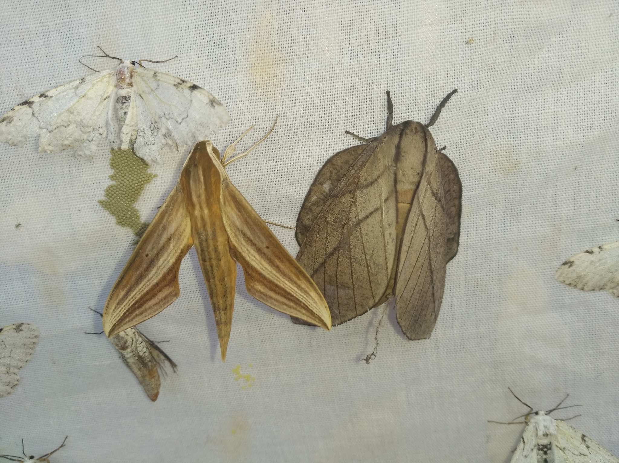 Xylophanes neoptolemus