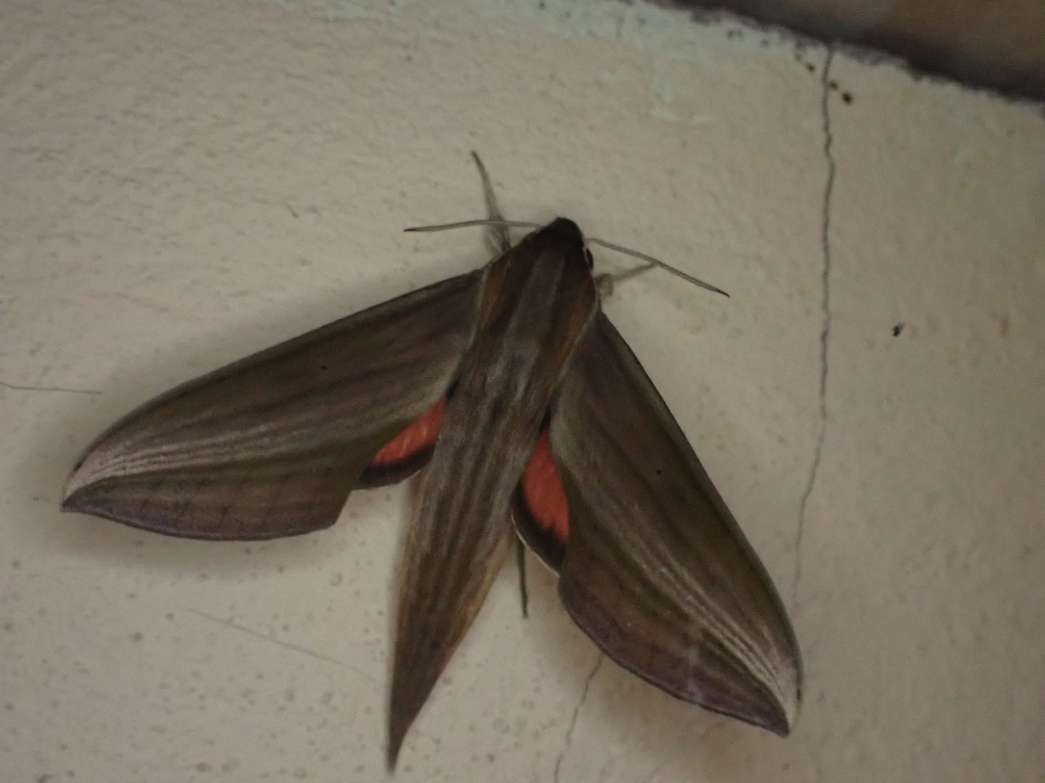 Xylophanes neoptolemus