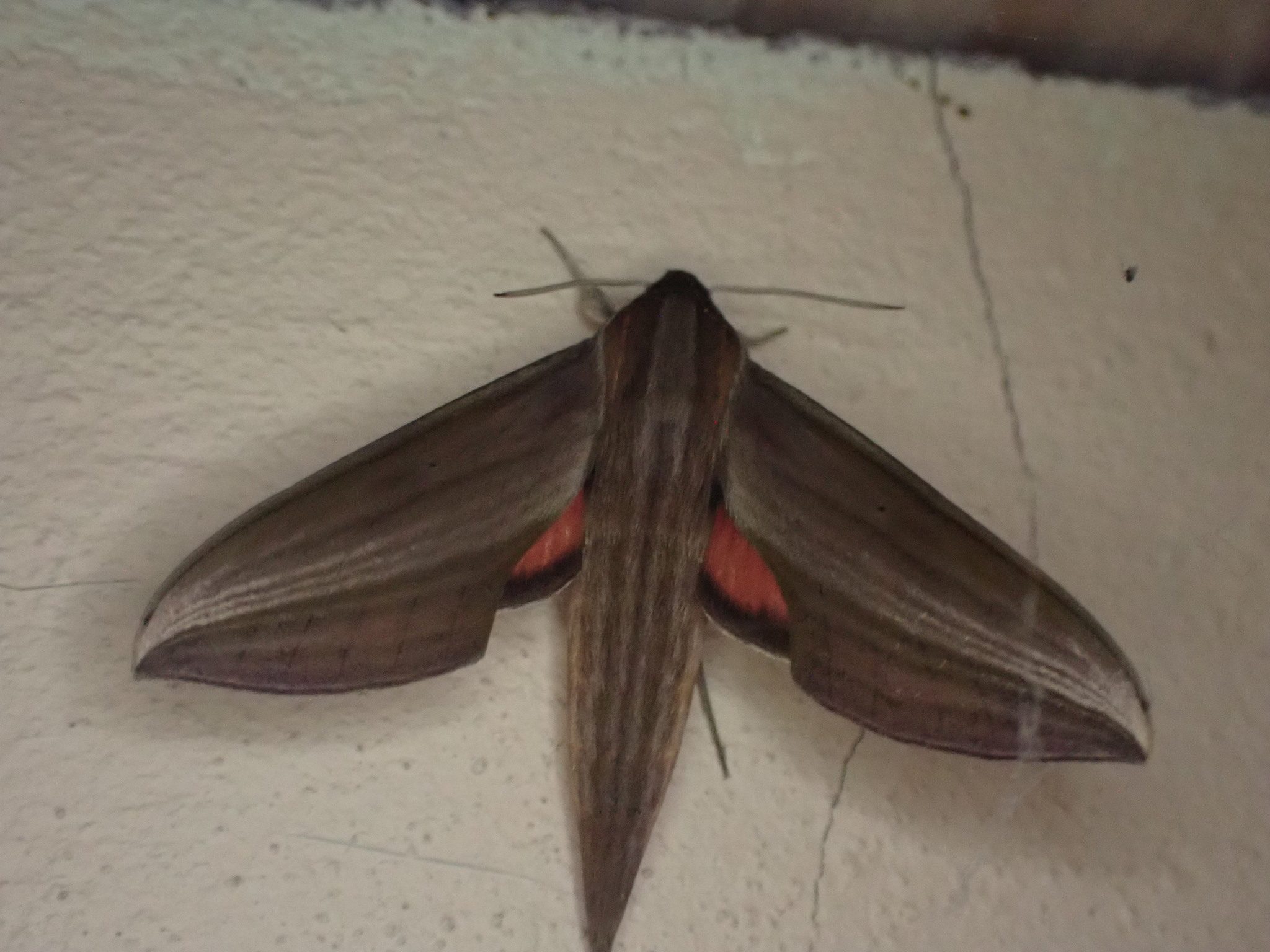 Xylophanes neoptolemus