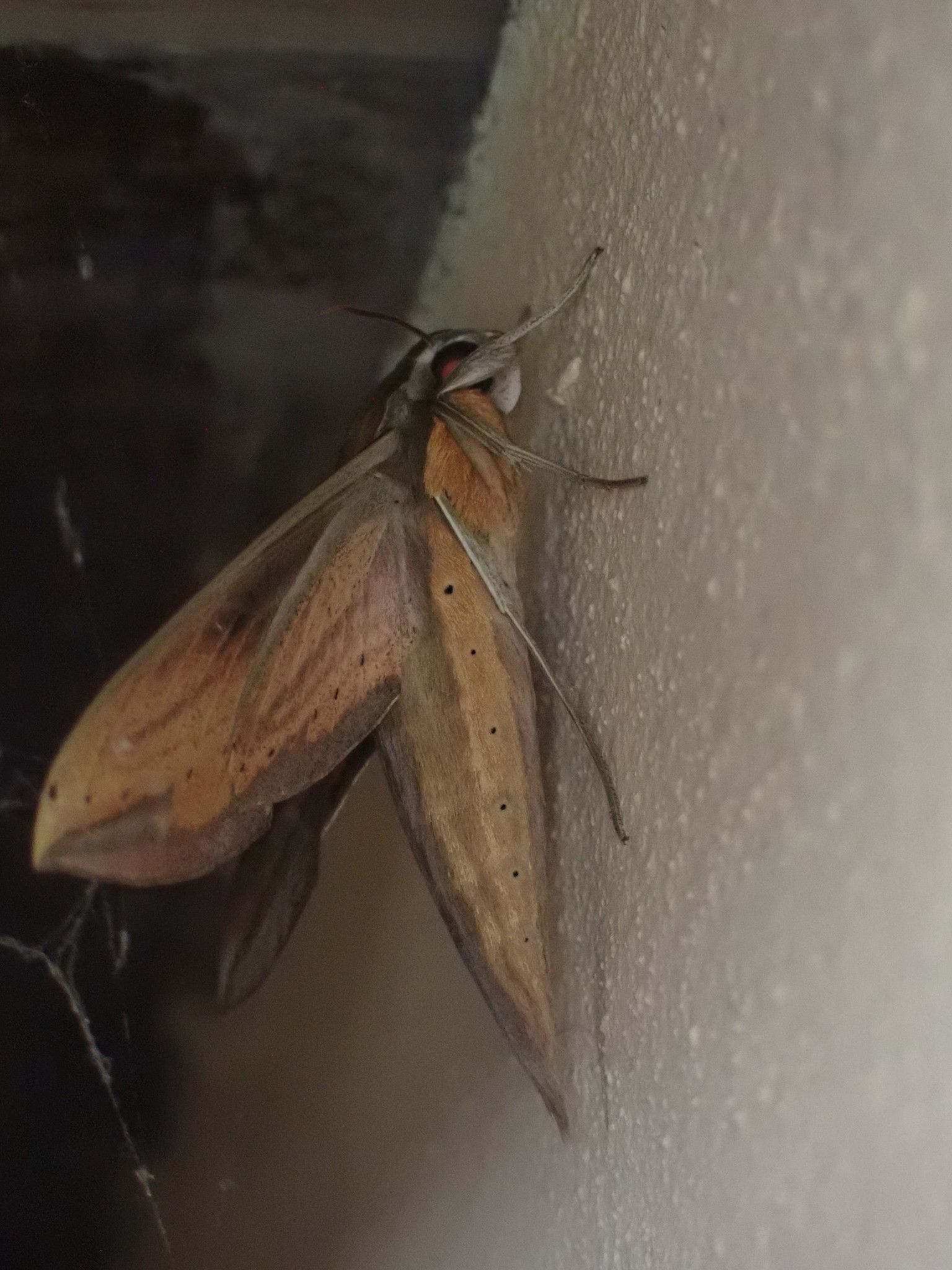 Xylophanes neoptolemus
