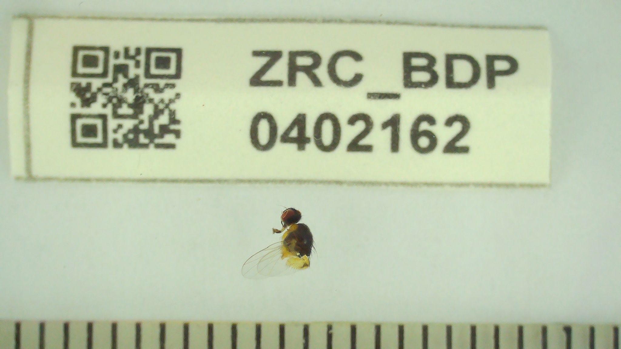 Atherigona oryzae