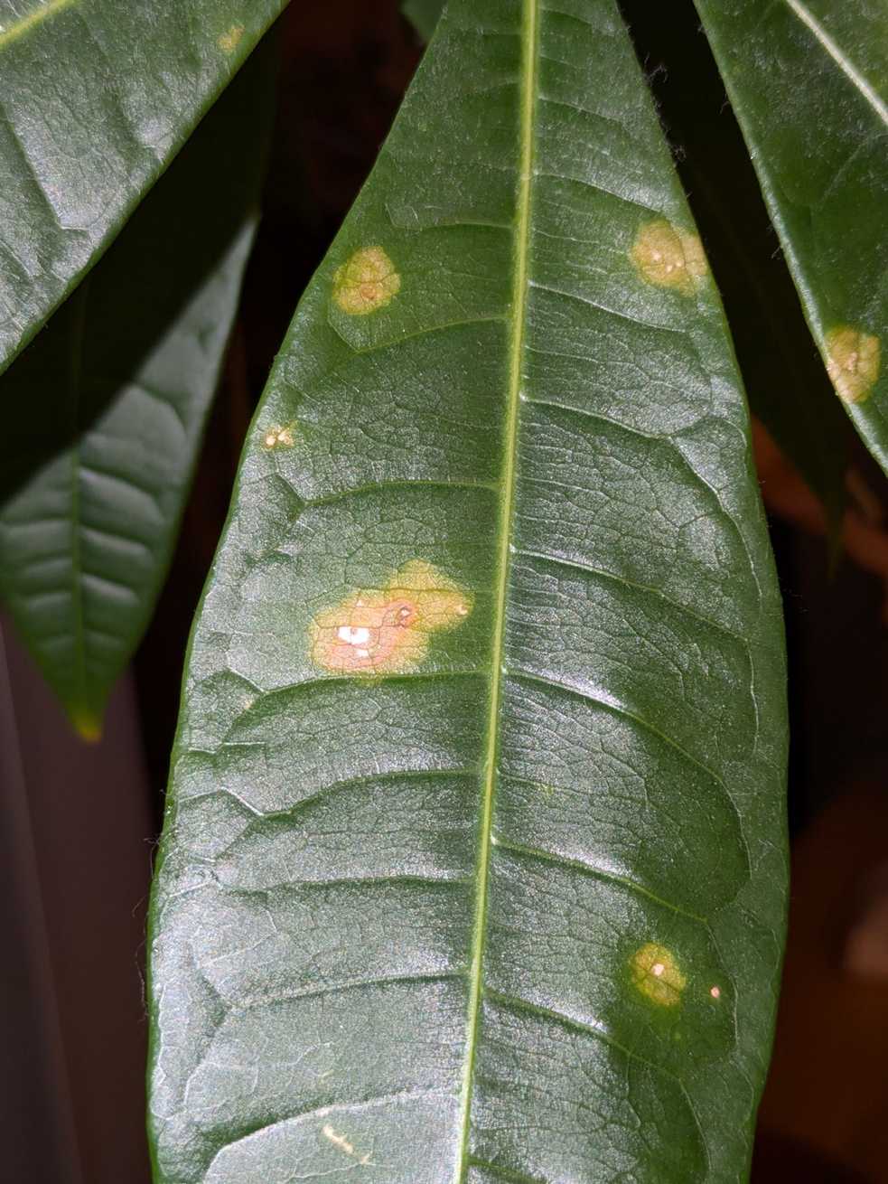 Colletotrichum siamense