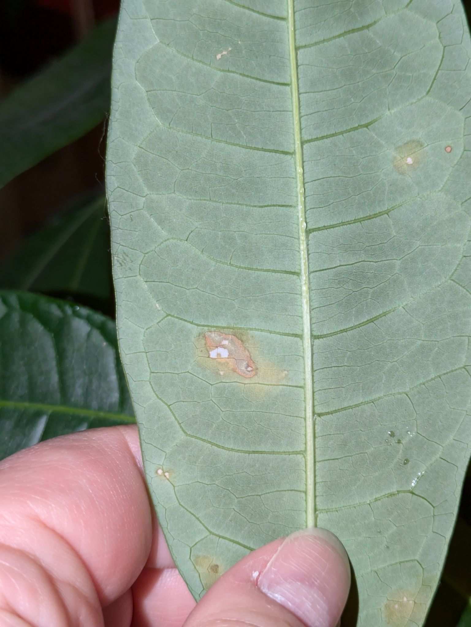 Colletotrichum siamense